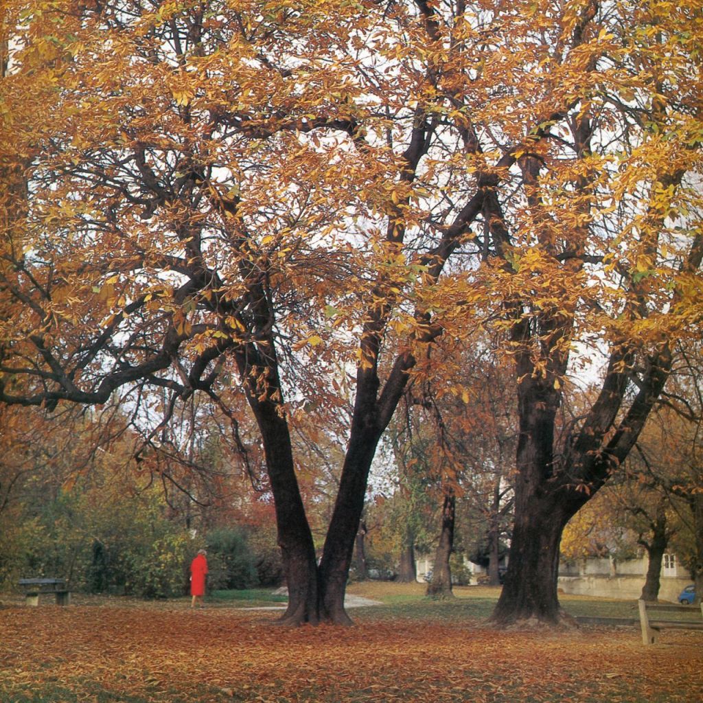 Rokov perivoj, oko 1980. godine